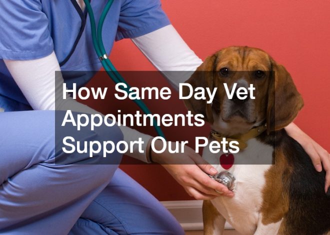 How Same Day Vet Appointments Support Our Pets
