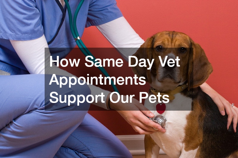 How Same Day Vet Appointments Support Our Pets